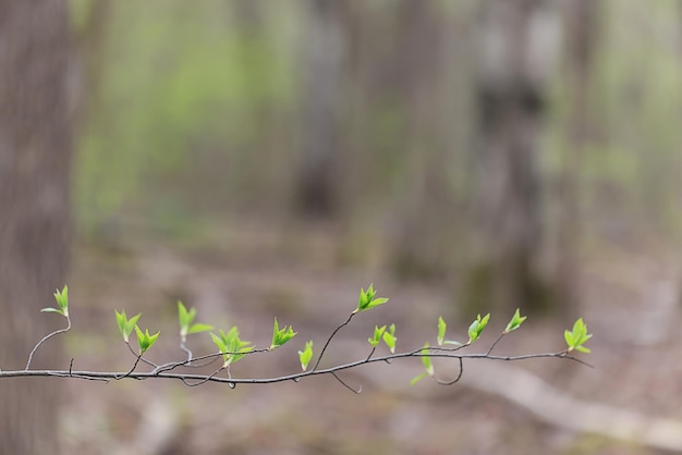 landscape spring forest background nature