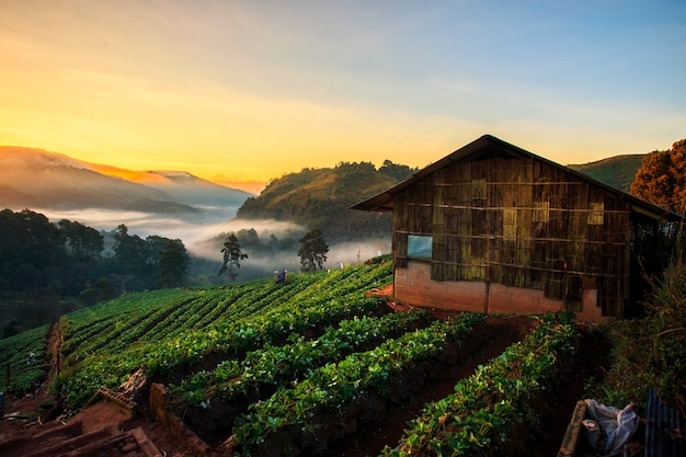 Landscape of strawberry field in the morning.