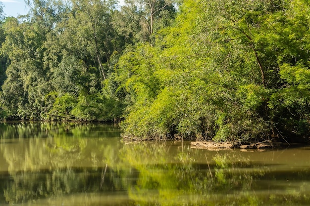 Landscape of streams and forests