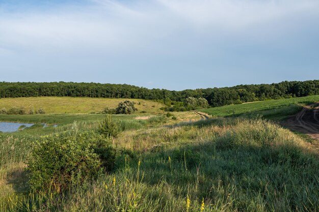 Landscape in summer landscape of central Ukraine