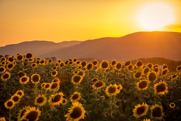 Landscape of a sunflower field during a beautiful golden sunset in the countryside