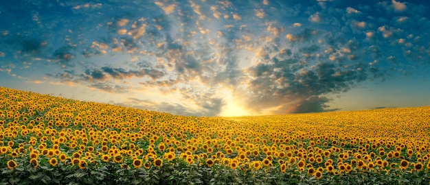 Landscape of a sunflower field