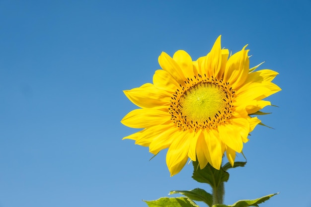 Landscape of sunflowers farm with yellow flowers in the daytime