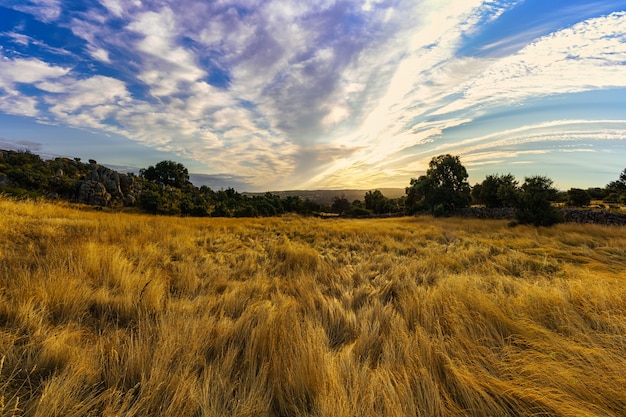 Landscape at sunrise with fields of golden plants and sky with colorful clouds.