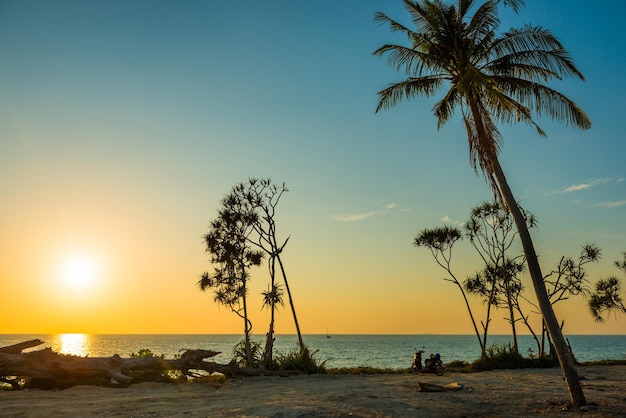 Landscape at sunset from tropical beach with palm coconut trees and tree trunk