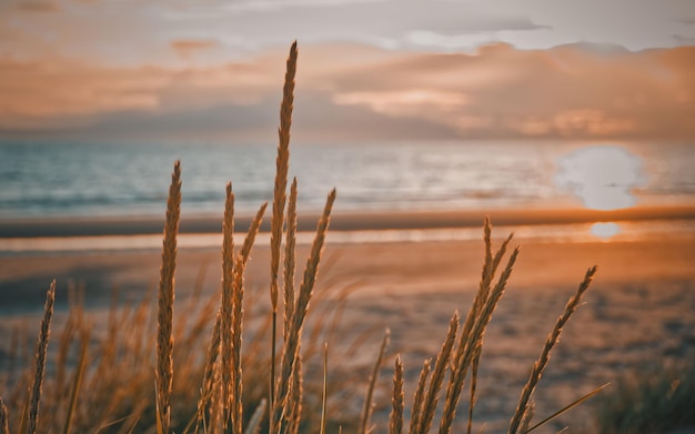 Landscape of sunset skies with long grass and clouds on a warm evening