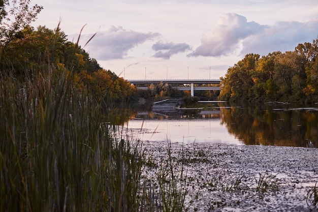 Landscape swamp in the autumn forest