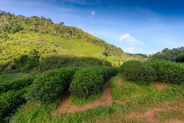 Landscape of  Tea plantation at Doi Ang Khang