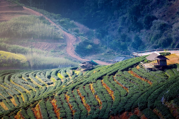 Landscape of Tea Plantation Field on mountain Chiang mai Thailand