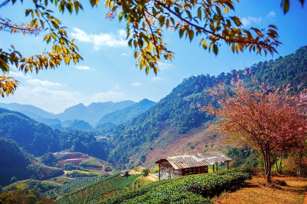 Landscape of Tea Plantation Field on mountain Chiang mai Thailand