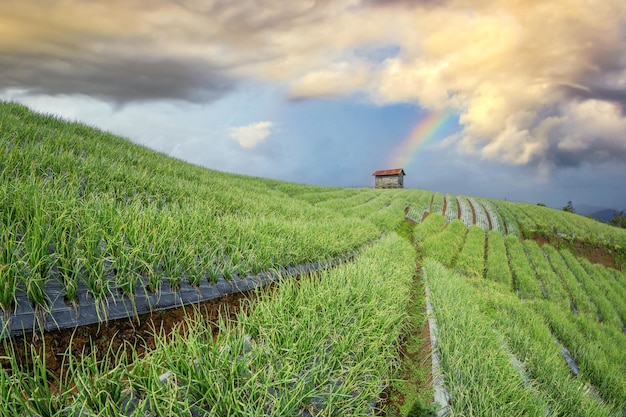 Landscape of terraced onion garden on the hill with rainbow in the sky