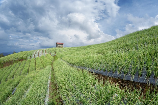 Landscape of terraced onion garden on the hill