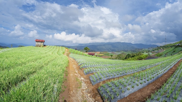 Landscape of terraced onion garden on the hill