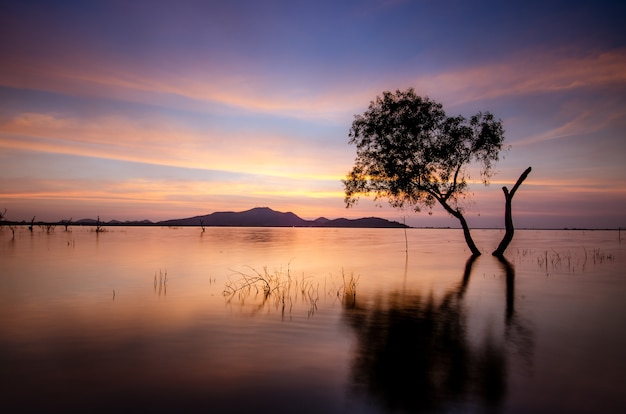 Landscape of tree and sea in the morning.