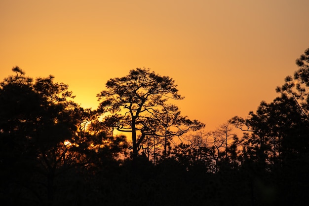 Landscape of tree silhouettes under a cloudy sky during a beautiful pink sunset