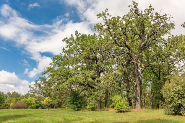 Landscape trees oaks in a clearing Beautiful summer nature Sofiyivka