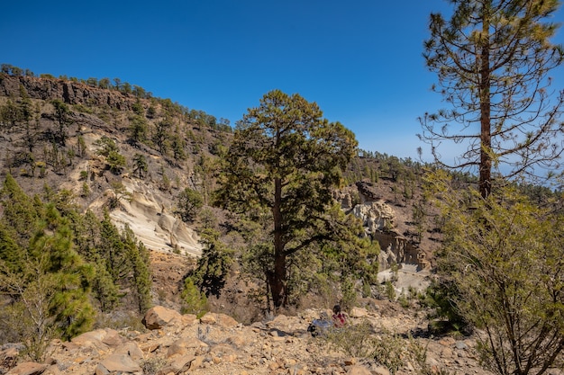 Landscape of the trekking through the forest of Mount Teide on the Island of Tenerife