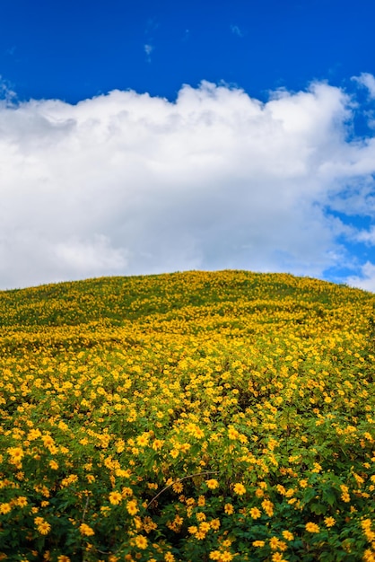 Landscape Tung Bua Tong or Mexican sunflower field at sunrise sky Mae Hong Son Province Thailand