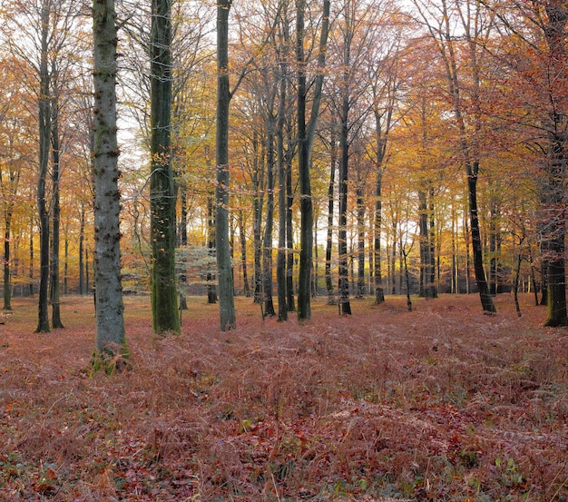 Landscape view of autumn pine fir or cedar trees growing in quiet woods in Sweden Dry red and brown branches and grass in a wild and remote coniferous forest for environmental nature conservation