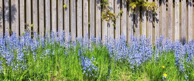 Landscape view of common bluebell flowers growing and flowering on green stems in private backyard or secluded home garden Textured detail of blooming blue kent bells or campanula plants blossoming