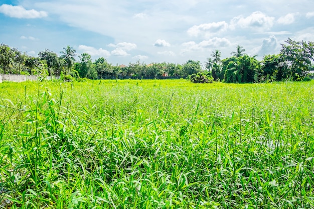 Landscape view of deserted land with green grass and tree with blue sky and cloud