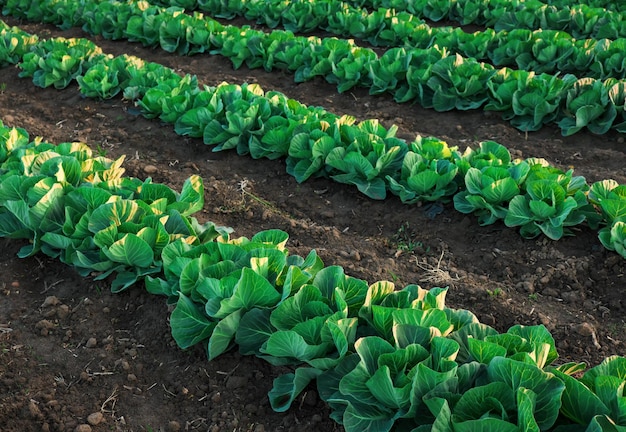 Landscape view of a freshly growing cabbage field