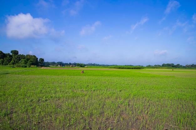 Landscape view of the grain rice plant field under the white cloudy blue sky