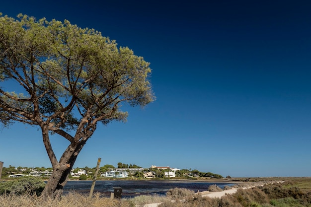 Landscape view of the marshlands of Ria Formosa