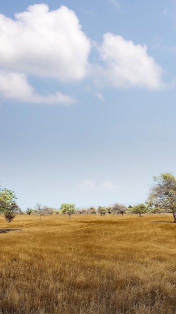 Landscape view of the savanna