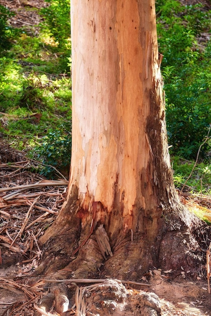 Landscape view of stripped bark off tree in forest during the day Exploring the woods and mother nature on the weekend Recreation and adventure in lush green foliage and remote wilderness area