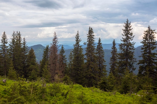 Landscape view of summer Alpine meadows of the high mountains with the spruce trees Carpathians Marmaroshchyna Maramures Ukraine