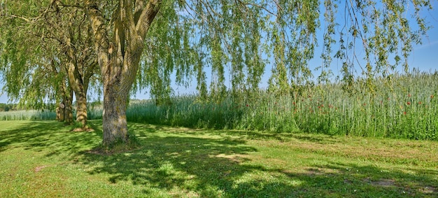 Landscape view trees and green flower field on remote farm and estate Scenic land with long lush organic poppy plants or crops growing in calm peaceful and serene meadow or countryside in spring