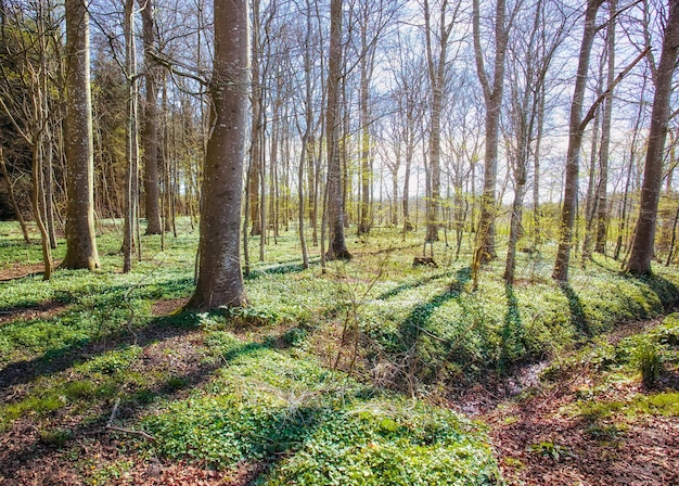 Landscape view of a wild forest with planted trees in summer Empty and secluded woodland with growing vegetation in an uncultivated natural area Beautiful scenery of a remote park in spring