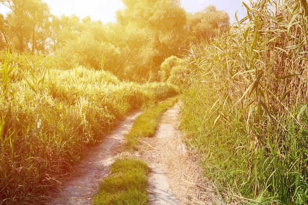 Landscape on the way in the marsh field