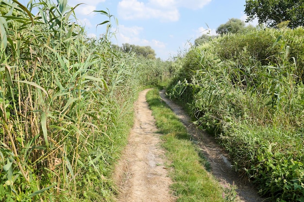 Landscape on the way in the marsh field