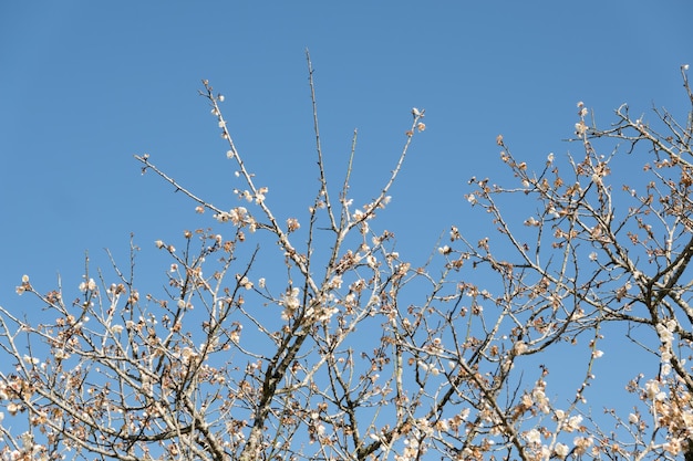 Landscape of white plum blossom in the winter daytime at Nantou, Taiwan