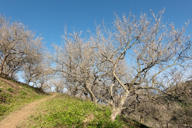 Landscape of white plum blossom in the winter daytime at Nantou, Taiwan