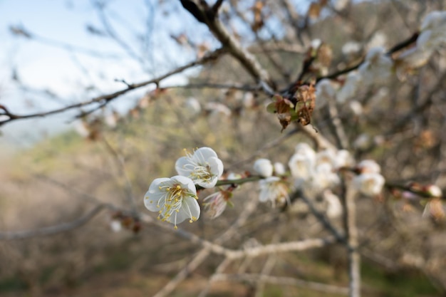 Landscape of white plum blossom in the winter daytime at Nantou, Taiwan