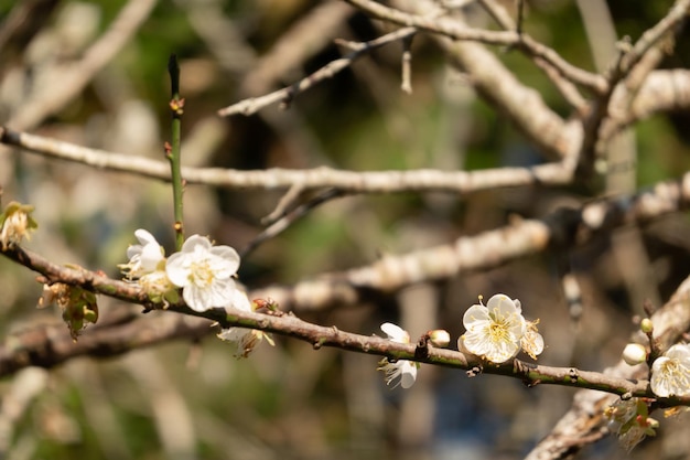 Landscape of white plum blossom in the winter daytime at Nantou, Taiwan