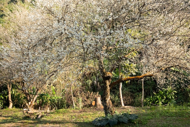 Landscape of white plum blossom in the winter daytime at Nantou, Taiwan