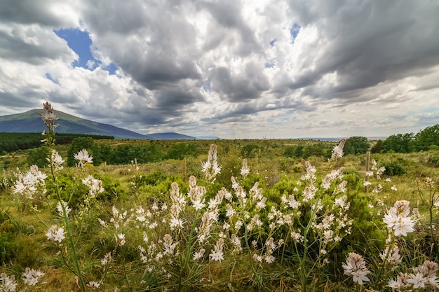 Landscape of white, yellow, blue flowers