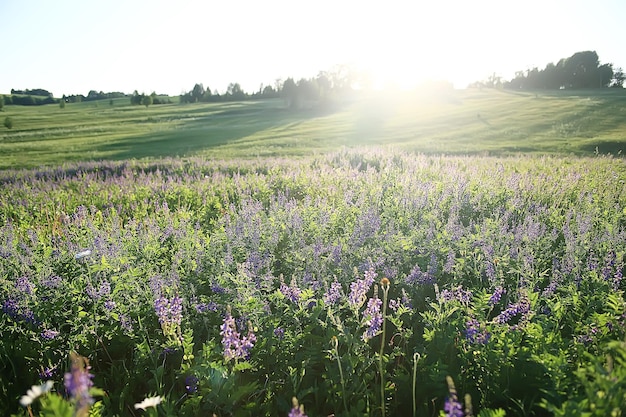 landscape wildflowers / large field and sky landscape in the village, purple flowers wildlife