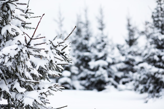 Landscape in the winter cloudy day of snow-covered fields and forests