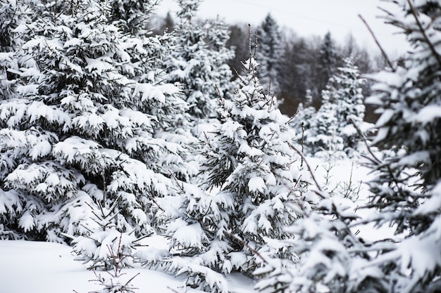 Landscape in the winter cloudy day of snow-covered fields and forests