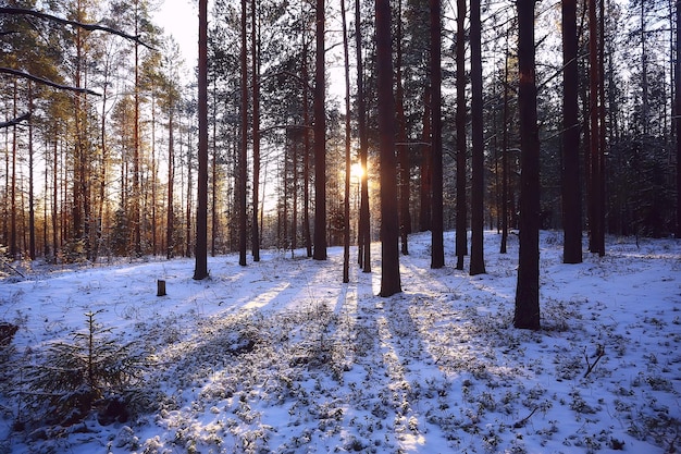 landscape winter forest gloomy, seasonal landscape snow in forest nature