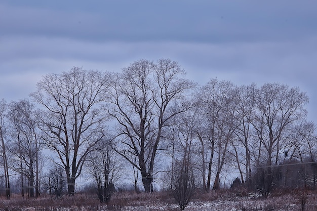 landscape winter forest gloomy, seasonal landscape snow in forest nature