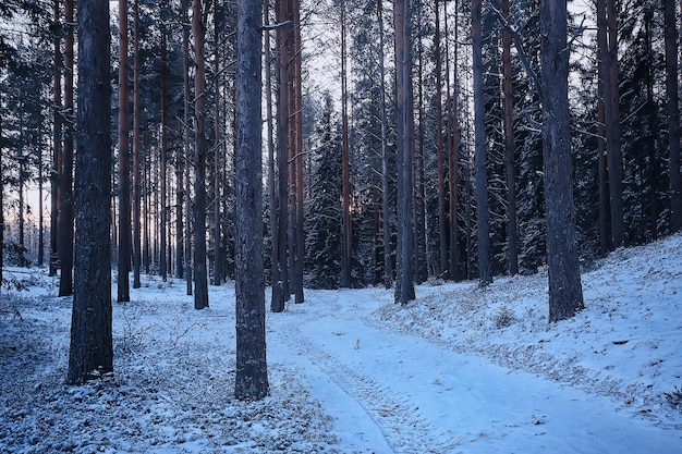 landscape winter forest gloomy, seasonal landscape snow in forest nature