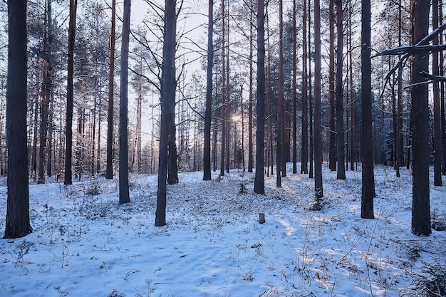 landscape winter forest gloomy, seasonal landscape snow in forest nature