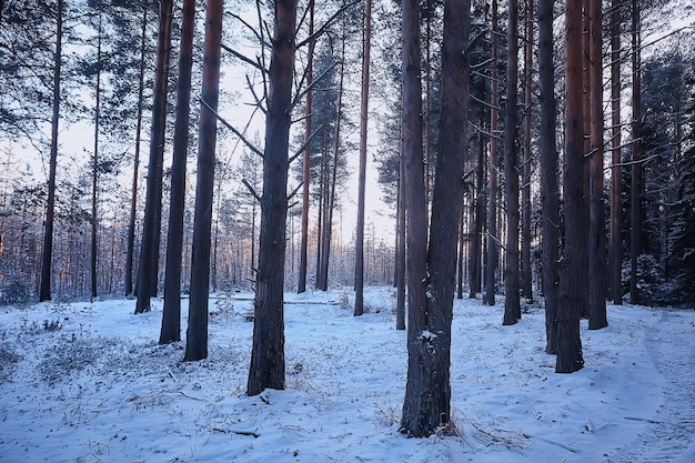 landscape winter forest gloomy, seasonal landscape snow in forest nature