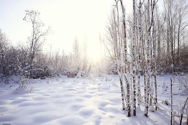 landscape winter forest, seasonal beautiful view in snowy forest december nature